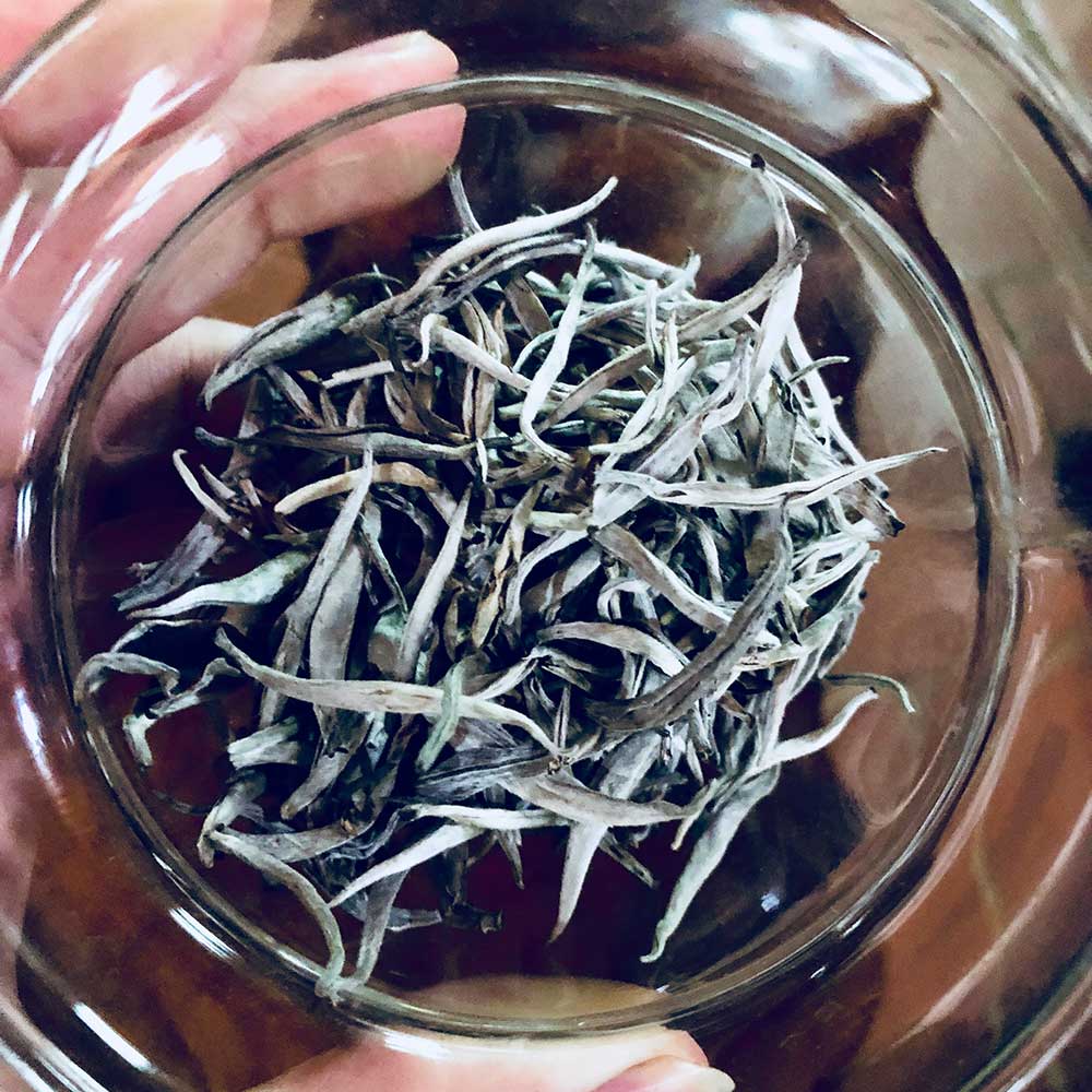Ph&aacute; rừng ch&egrave; Shan Tuyết cổ thụ